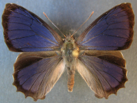 Adult Male Upper of Dark Purple Azure - Ogyris abrota